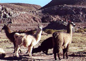 Lamas in den Anden